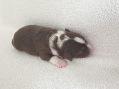 Les chiots de Berger Américain Miniature 