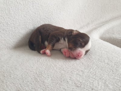 Les chiots de Berger Américain Miniature 