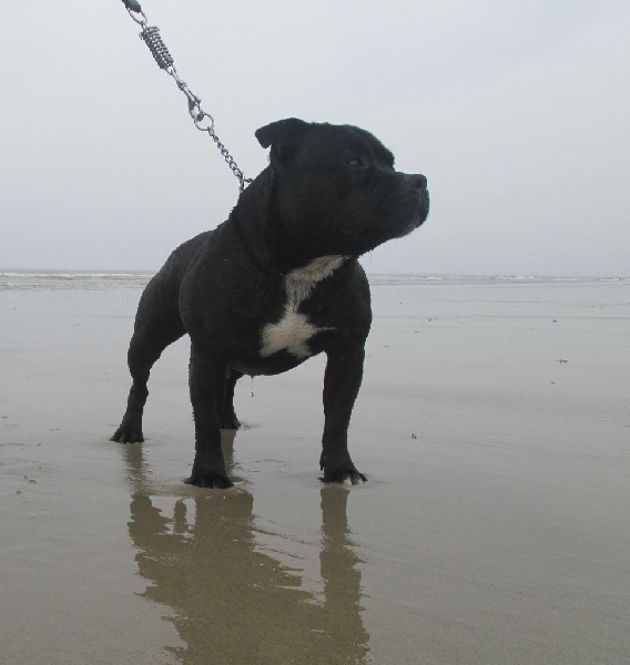 Fonzie (Sans Affixe)