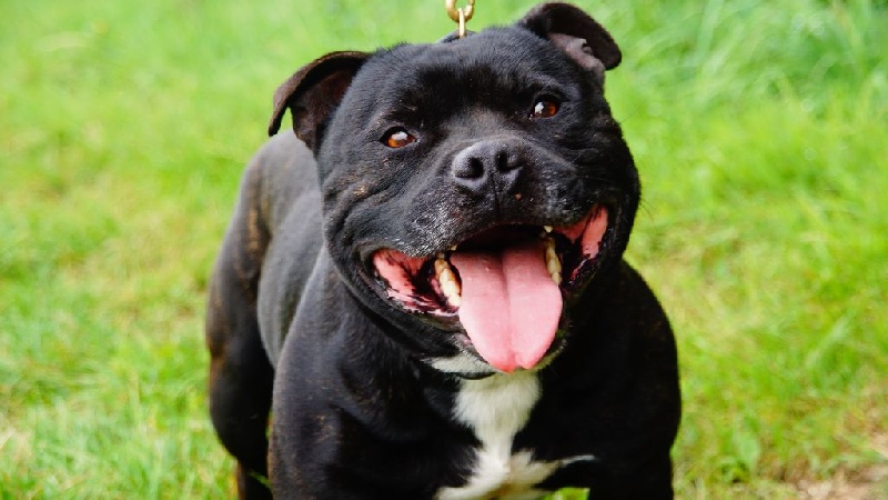 Fonzie (Sans Affixe)