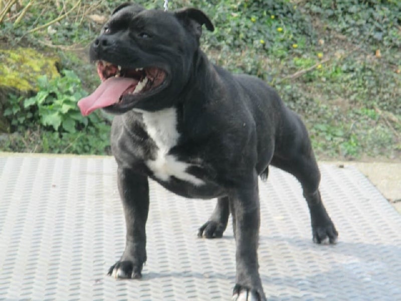 Fonzie (Sans Affixe)