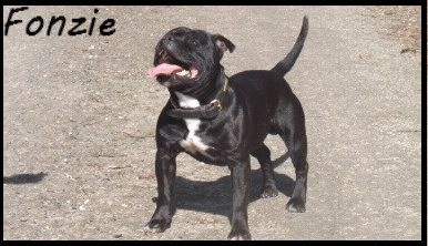 Fonzie (Sans Affixe)