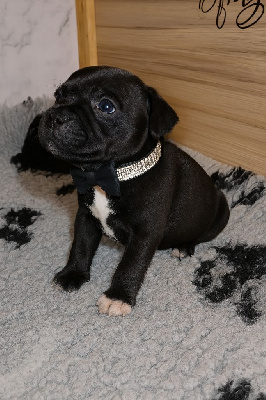 Of Black Lovely Staffie