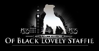 Of Black Lovely Staffie