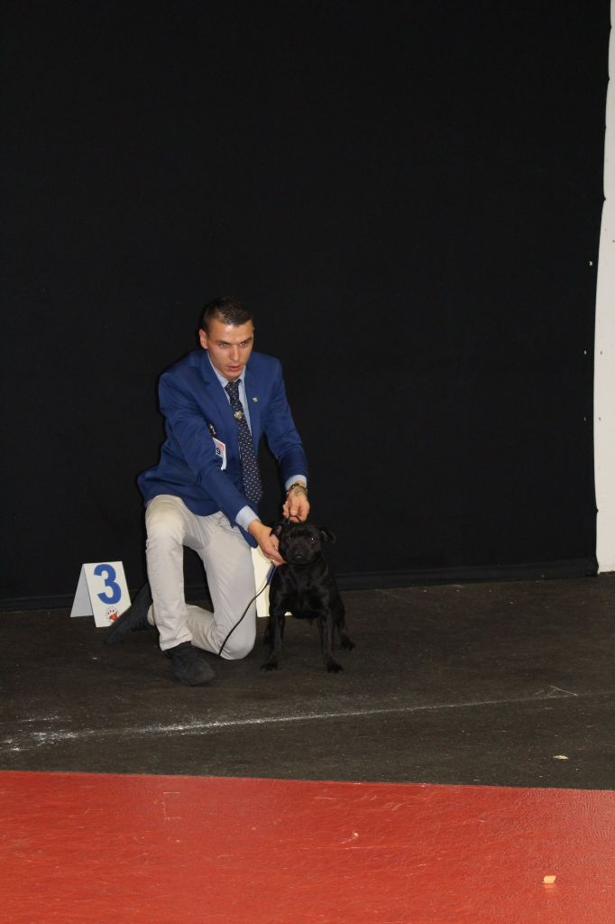 Love Is Blind Only you - 3ème très prometteur puppy femelle