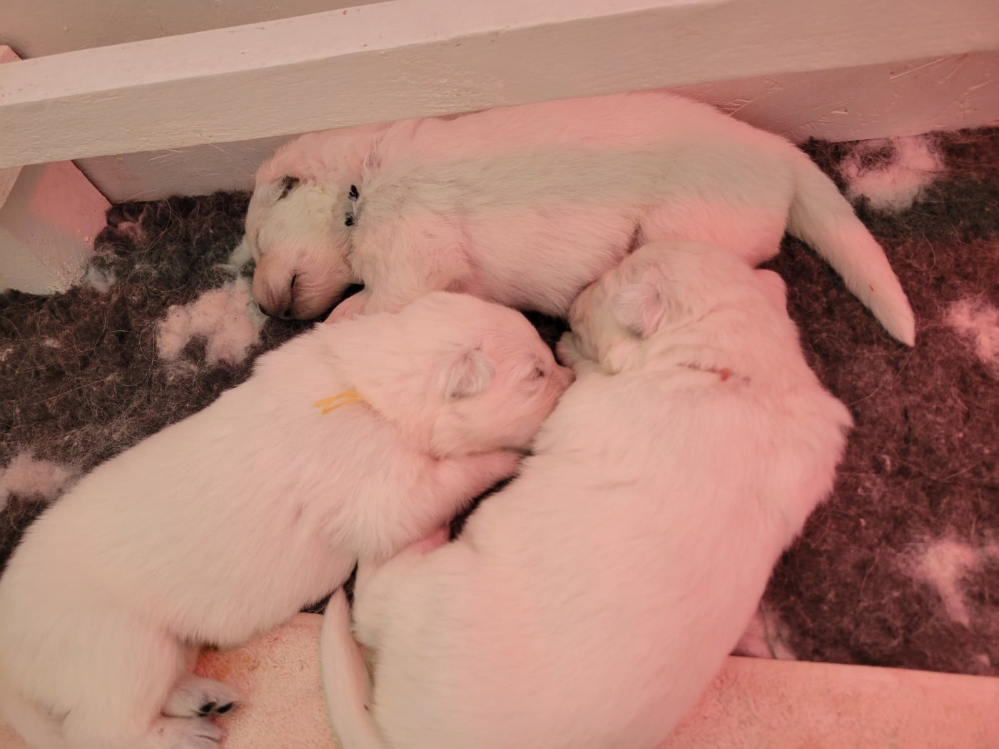 Berger Blanc Suisse - Du Clos De L'arboux