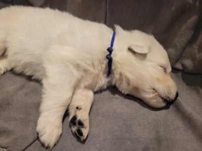 Les chiots de Berger Blanc Suisse