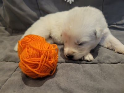 Les chiots de Berger Blanc Suisse