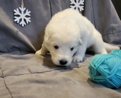 Les chiots de Berger Blanc Suisse