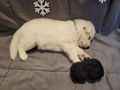 Les chiots de Berger Blanc Suisse