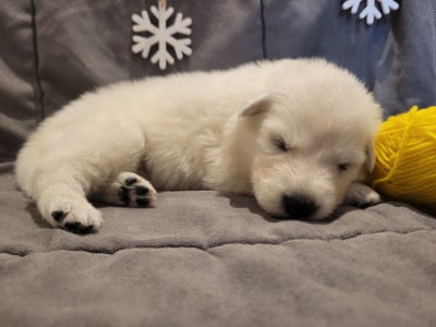 Les chiots de Berger Blanc Suisse