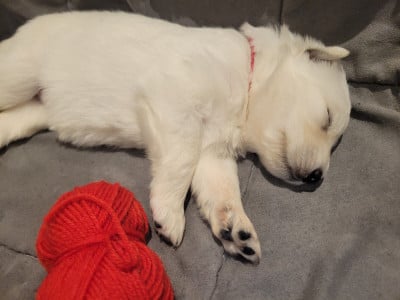 Les chiots de Berger Blanc Suisse