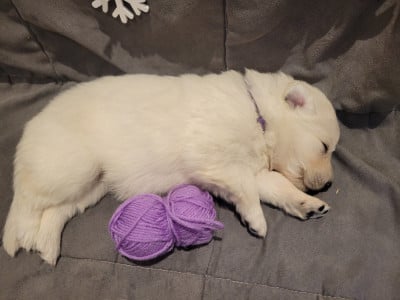 Les chiots de Berger Blanc Suisse