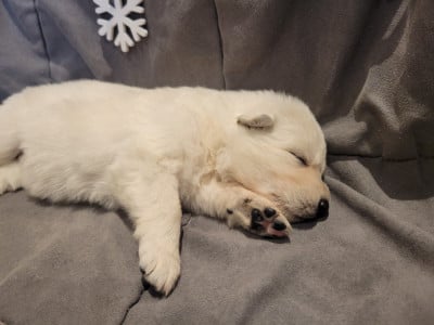 Les chiots de Berger Blanc Suisse