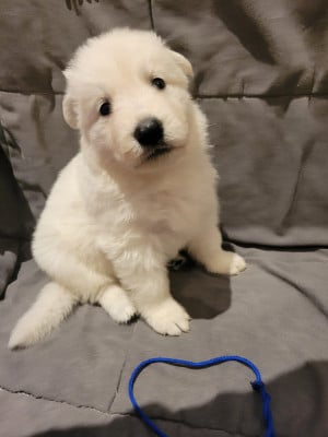 Les chiots de Berger Blanc Suisse