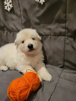 Les chiots de Berger Blanc Suisse
