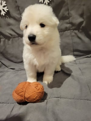 Les chiots de Berger Blanc Suisse
