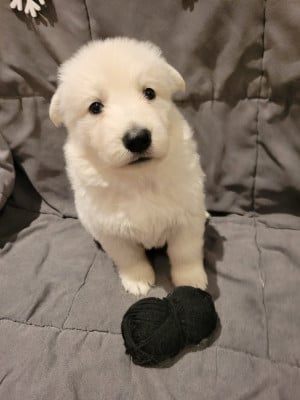 Les chiots de Berger Blanc Suisse