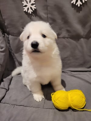 Les chiots de Berger Blanc Suisse