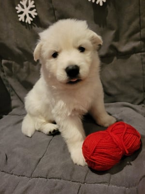 Les chiots de Berger Blanc Suisse