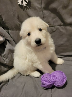 Les chiots de Berger Blanc Suisse