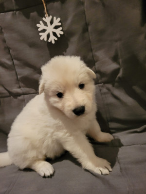 Les chiots de Berger Blanc Suisse