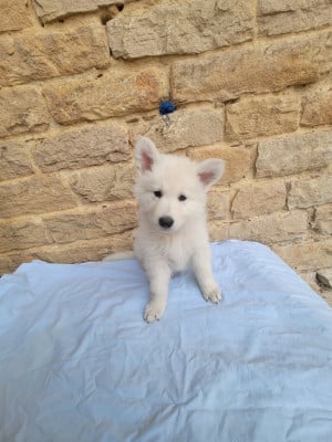 Les chiots de Berger Blanc Suisse