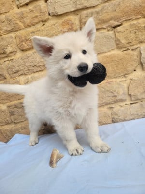 Les chiots de Berger Blanc Suisse