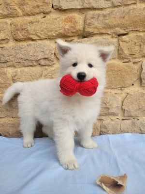 Les chiots de Berger Blanc Suisse