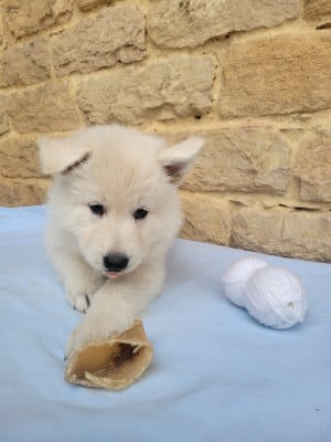 Les chiots de Berger Blanc Suisse