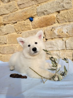 Les chiots de Berger Blanc Suisse