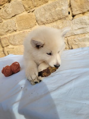 Les chiots de Berger Blanc Suisse