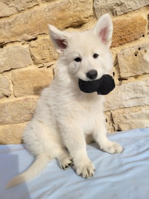 Les chiots de Berger Blanc Suisse