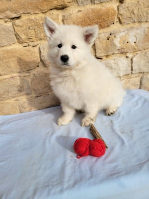 Les chiots de Berger Blanc Suisse