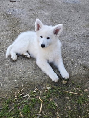 Les chiots de Berger Blanc Suisse
