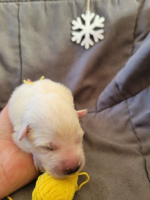 Les chiots de Berger Blanc Suisse