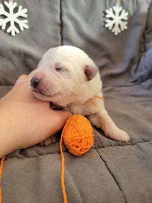 Les chiots de Berger Blanc Suisse