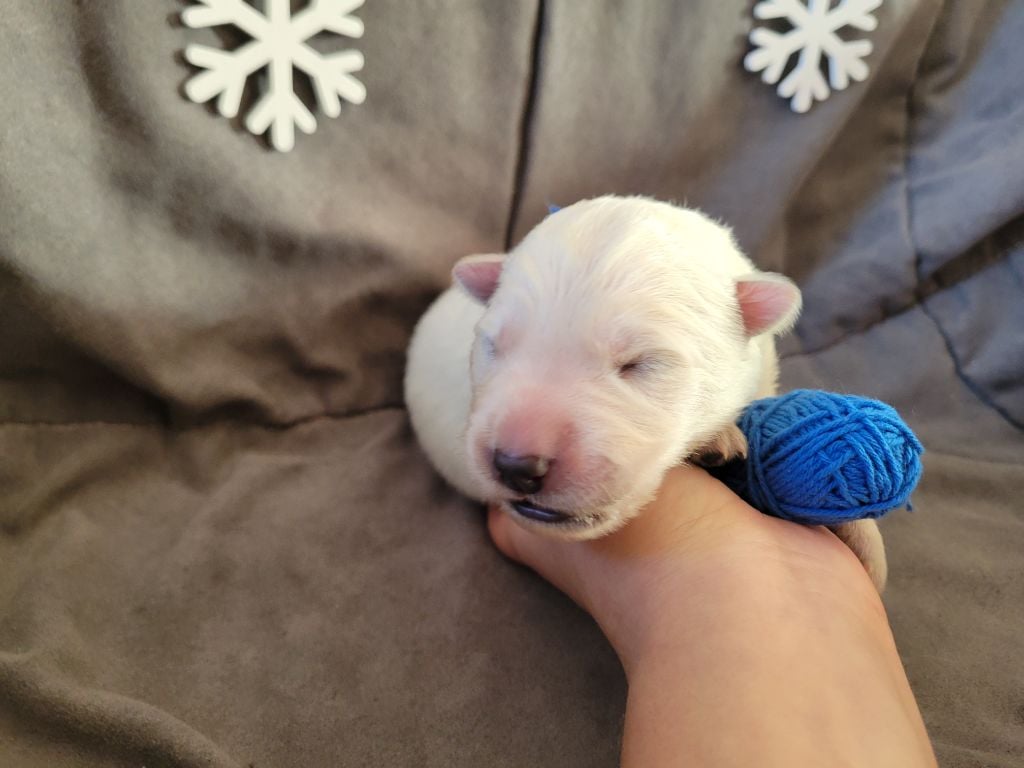 Berger Blanc Suisse - Du Clos De L'arboux