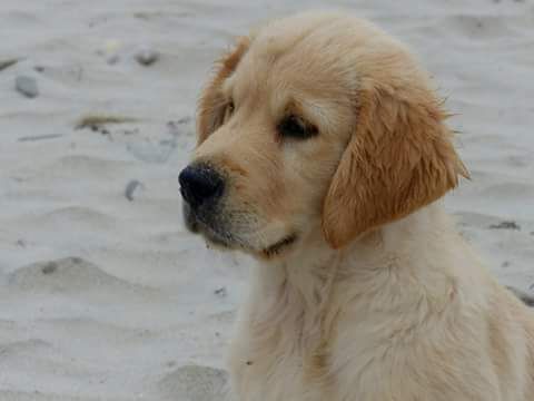 Publication : Cheek to Cheek