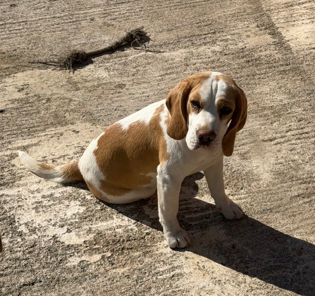 A limited edition dit Arome De La Meute D'astérion