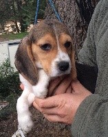 Des Hauts De Milhac - Beagle - Portée née le 04/11/2018