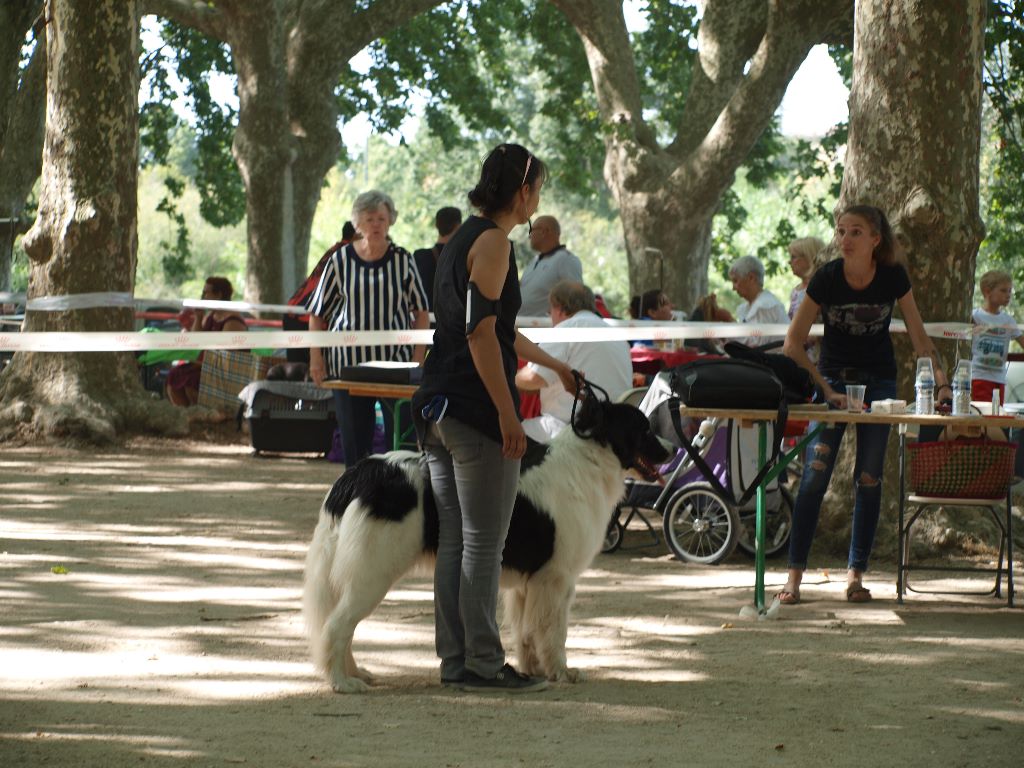 CH. Neyka De La Tribu Landka - 2 eme excellente