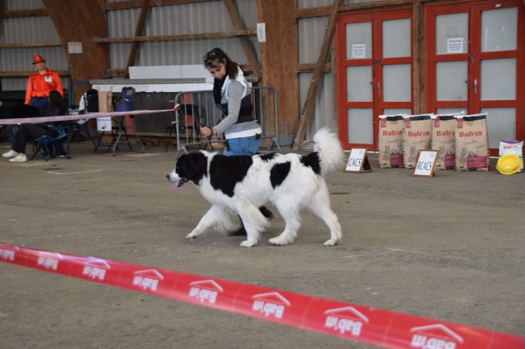 CH. Neyka De La Tribu Landka - 2 ème très bon