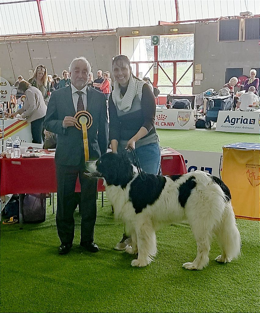 CH. Neyka De La Tribu Landka - 1 ere excellente cacs BOB