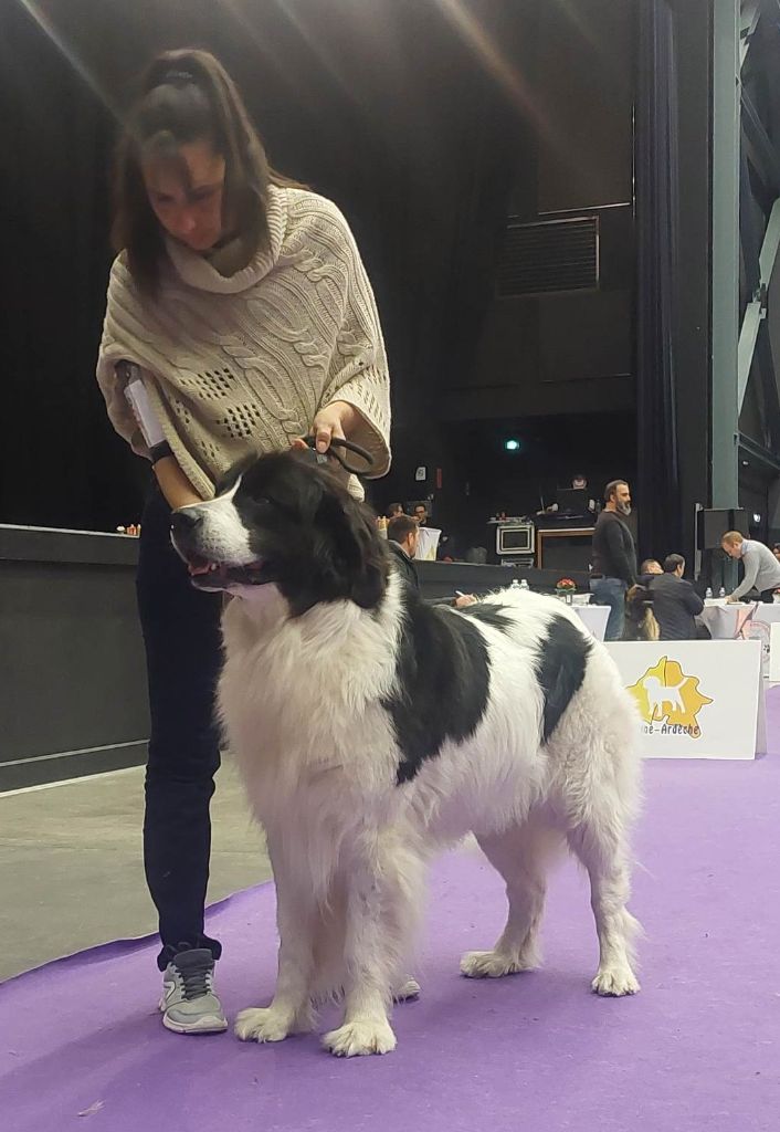 CH. Neyka De La Tribu Landka - 1 ere excellente cacs cacib Bob