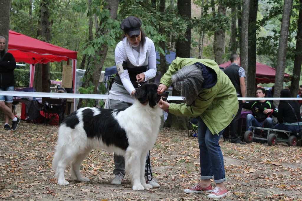 CH. Neyka De La Tribu Landka - 2eme Excellente Rcacs