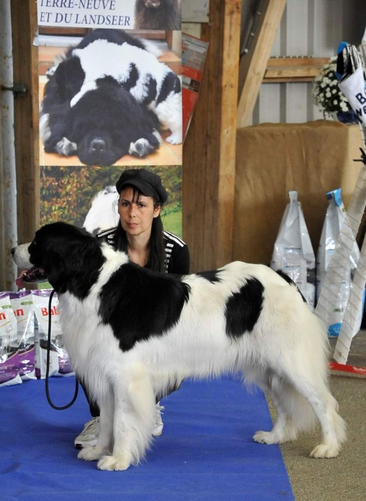 CH. Neyka De La Tribu Landka - 3eme excellente