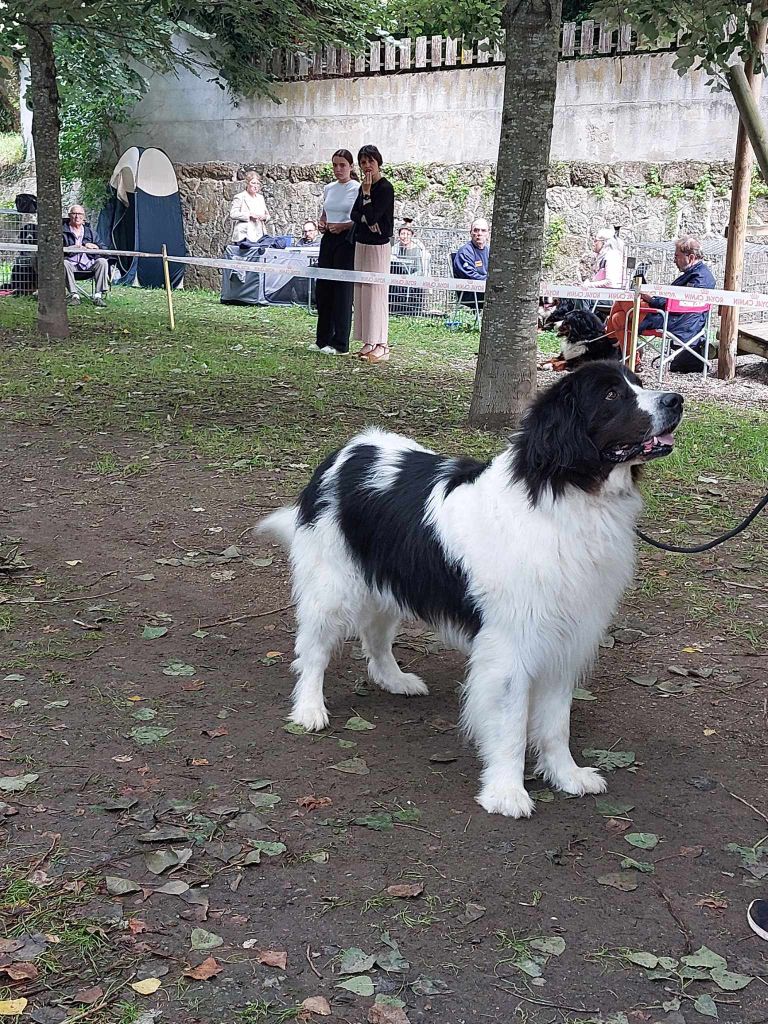 CH. Neyka De La Tribu Landka - 1 excellente