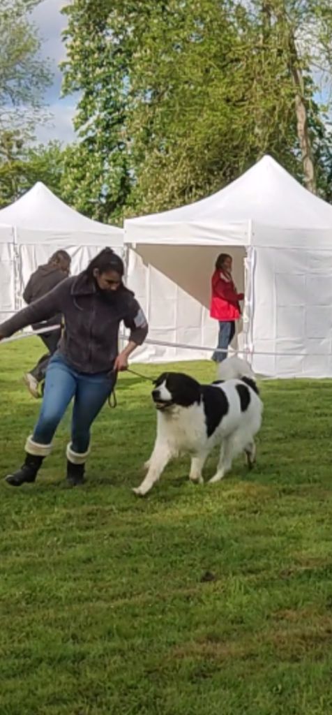 CH. Neyka De La Tribu Landka - 1 très bon