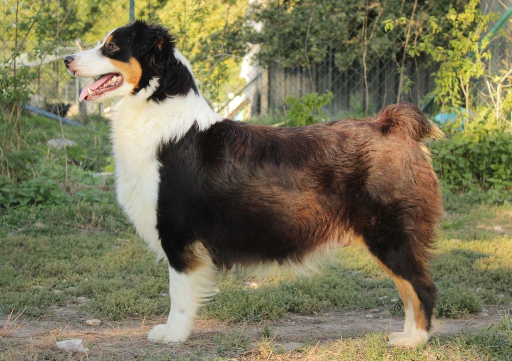 United uby little fairy Du Domaine Du Clos Australien